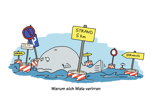 Cartoon: Strandwal (medium) by Mergel tagged wal,strand,verirren,navigation,schilderwald