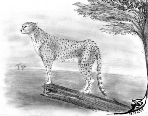 Cartoon: Acinonyx jubatus (medium) by swenson tagged cheetah,gepard,kartze,cat,africa,afrika