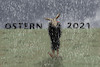 Cartoon: Ostern 2021 (small) by leopold maurer tagged 2021,ostern,pandemie,corona,covid,lockdown,osterhase,krise,kein,ende,in,sicht,leopold,maurer,karikatur,cartoon,comic,illustration