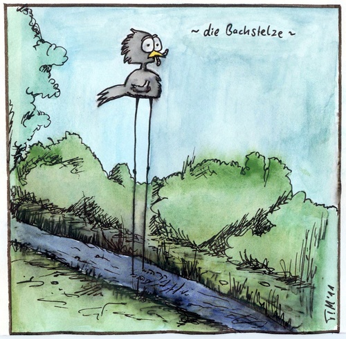 Cartoon: Die Bachstelze (medium) by timfuzius tagged vogel,bachstelze,natur,bach,wurm