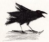 Cartoon: Raven 3 (small) by Maninblack tagged raven bird black
