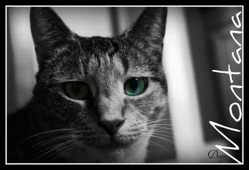 Cartoon: Montana Sky (medium) by Krinisty tagged cats,kitty,eyes,deep,solitude,hurt,pain,love,companion,pet,furry,wonderful,krinisty,photography,happiness