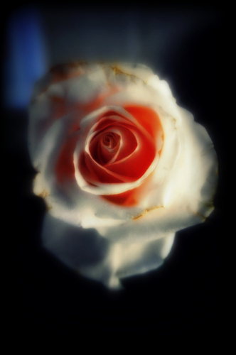 Cartoon: The Rose (medium) by Krinisty tagged rose,flowers,photography,krinisty,art,floral,pretty
