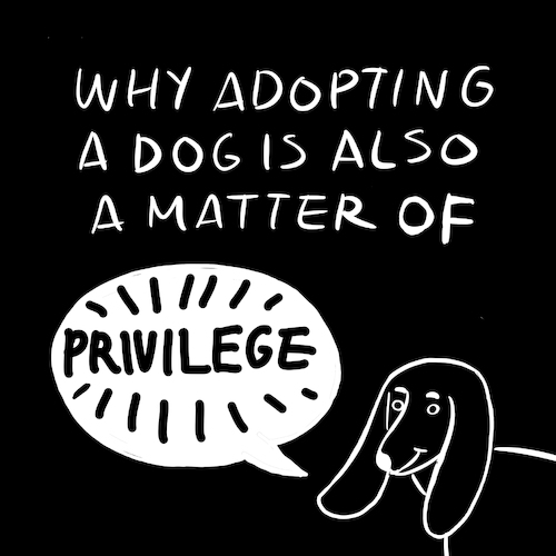 Adopt a dog is a privilege Adopt a dog is a privilege