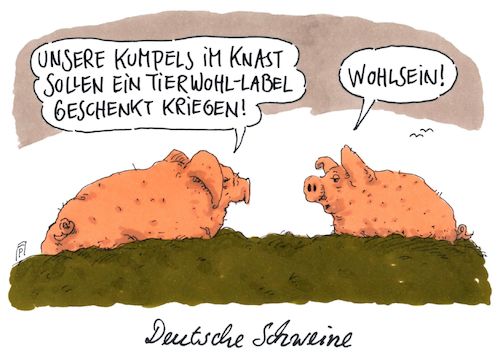 Cartoon: tierwohl (medium) by Andreas Prüstel tagged tierwohllabel,schweine,tierschutz,schweinefleisch,verbraucher,cartoon,karikatur,andreas,pruestel,tierwohllabel,schweine,tierschutz,schweinefleisch,verbraucher,cartoon,karikatur,andreas,pruestel