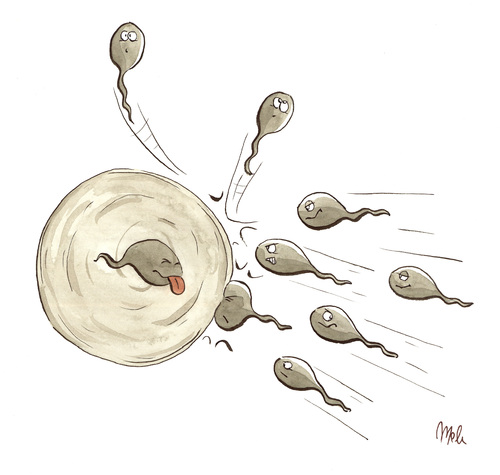 Cartoon: Zu spät (medium) by mele tagged einzelle,spermium,einzelle,spermium