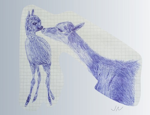 Cartoon: Vikunja Nachwuchs (medium) by Jochen N tagged vikunja,alpaka,kamel,lama,jungtier,nachwuchs,tier,anden