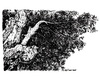 Cartoon: landscape number 30 (small) by mortimer tagged mortimer,mortimeriadas,paisaje,landscape,sketch,draw,artwork,nature,tree,encina,la,mancha,spain