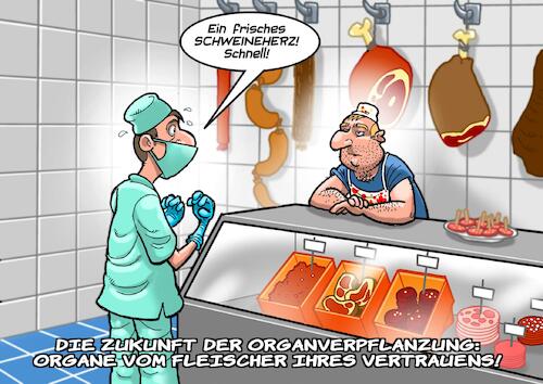 Cartoon: Transplantation (medium) by Chris Berger tagged herz,verpflanzung,operation,op,chirurg,schweineherz,organe,metzger,fleischhauer,lokal,regional,herz,verpflanzung,operation,op,chirurg,schweineherz,organe,metzger,fleischhauer,lokal,regional