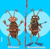Cartoon: Bedbug (small) by Chris Berger tagged bettwanze,bett,wasserbett,ungeziefer,plage