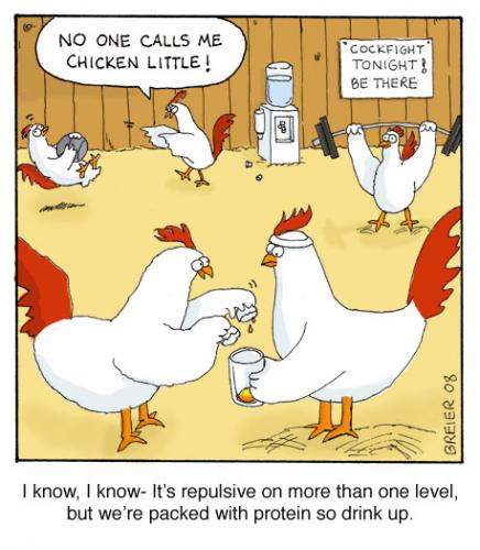 Cartoon: cockfight training (medium) by noodles tagged cockfight,chickens,eggs,protein