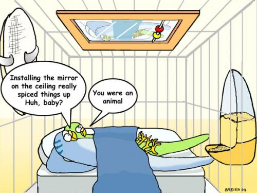 Cartoon: kinky keets (medium) by noodles tagged parakeets,mirror,ceiling,pets