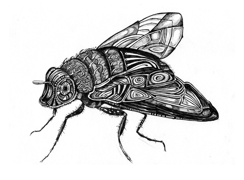 Cartoon: fly (medium) by Battlestar tagged fly,fliege,insects,insekten,natur,illustration,bw