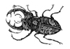 Cartoon: Hirschkäfer (small) by Battlestar tagged insects,insekten,käfer,bug,beetle,hirschkäfer,natur,illustration