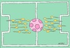 Cartoon: love for football (small) by yasar kemal turan tagged love,for,football,sperm,ball,egg