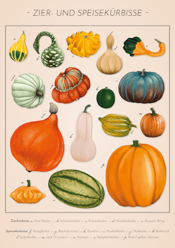 Cartoon: Pumpkins and ornamental pumpkins (medium) by alesza tagged pumpkins,kürbis,kuerbis,helloween,illustration,procreate,ipadart,poster,vintage