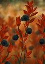 Cartoon: Blueberries (small) by alesza tagged blueberry blaubeere blueberries autumn herbst
