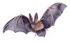 Cartoon: Fledermaus (small) by alesza tagged fledermaus,bat,animal,nature,flying,wings