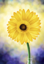 Cartoon: Sunflower (small) by alesza tagged sonnenblume sunflower digital art painting