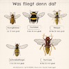 Cartoon: Was fliegt denn da? (small) by alesza tagged biene wespe schwebfliege hornisse hummel bee horn insect insekten animal illustration digital painting ipadart procreate