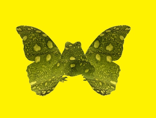 Cartoon: no title (medium) by chakhirov tagged butterfly,frog