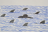 Cartoon: denizalti ve köpekbaliklari (small) by MSB tagged denizalti