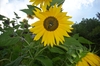 Cartoon: Original Sunflower (small) by freakyfrank tagged sunflower,yellow,flower,german