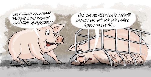 Kastenstand für Schweine