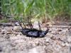 Cartoon: Käfer (small) by spotty tagged bug käfer dead tot