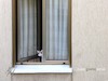 Cartoon: il buongiorno di Miao (small) by Enzo Maneglia Man tagged fotografia,gatti,in,finestra,foto,animali,by,man