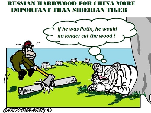 Cartoon: Russian Hardwood (medium) by cartoonharry tagged tiger,hardwood,russia,siberia,omsk,cartoons,cartoonists,cartoonharry,dutch,toonpool,putin