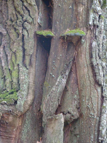 Cartoon: Secret oak face (medium) by Kestutis tagged secret,oak,face,photo,kestutis,siaulytis,lithuania,adventure,nature