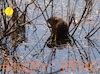 Cartoon: HUNGRY SPRING. DADA Flick (small) by Kestutis tagged spring,hungry,dada,flick,photo,kestutis,lithuania,nature