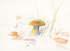 Cartoon: Mushrooms. Pilze. Grybai (small) by Kestutis tagged pilze mushrooms sketch nature kestutis siaulytis lithuania summer autumn