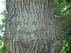 Cartoon: Notice smile (small) by Kestutis tagged smile,nature,tree,baum,wald,forest,photo,kestutis,siaulytis,lithuania,adventure