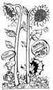 Cartoon: Sunflower Eaters (small) by Kestutis tagged sunflower children kinder education turtoise hedgehog kind child kids comic strip kestutis siaulytis lithuania adventure