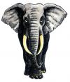 Cartoon: Elephant (small) by deleuran tagged paintings,caricatures,art,animals,childrens,books,nature,africa
