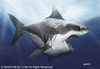 Cartoon: White Shark (small) by manohead tagged caricatura,caricature,manohead
