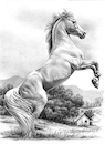 Cartoon: White horse. (small) by Cartoonarcadio tagged horse,animals,nature,farm,countryside