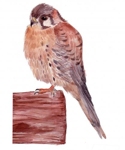 Cartoon: cernicalo (medium) by Claudia Roble tagged birds