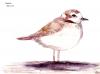 Cartoon: Chorlo Nevado (small) by Claudia Roble tagged birds