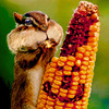 Cartoon: corn-eating rabbit (small) by cizmeco tagged animal,rabbit,corn,eating