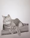 Cartoon: Salvadore The Cat (small) by jim worthy tagged cat,animal,kitty,feline,pet
