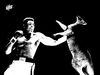 Cartoon: Muhammad Ali is boxing (small) by Nayer tagged boxing sport kangaroo muhammad ali cassius marcellus clay usa america