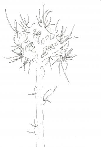 Cartoon: Weird tree (medium) by jannis tagged tree