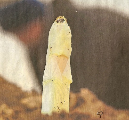 Cartoon: Burka-Spargel (medium) by Erwin Pischel tagged burka,spargel,gemüse,spargelsaison,pischel,spargelstechen,spargelessen