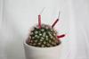 Cartoon: Echinocactus knatterensis (small) by Erwin Pischel tagged kaktus,echinocactus,samen,stachel,blumentopf,vermehrung,feuerwerkskörper,pfennigkracher,explosionskörper,pflanze,pischel,lunte