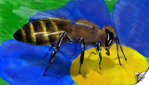 Cartoon: Apis mellifera (medium) by swenson tagged animal,animals,insect,insekt,tier,biene,apis,bee,honey,honig