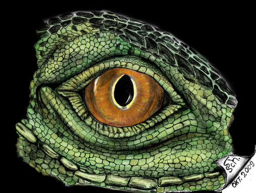 Cartoon: Eye of Iguana - 3 (medium) by swenson tagged eye,reptil,dragon,drache,echse,animals