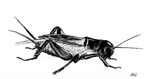 Cartoon: Heimchen (medium) by swenson tagged insekt,insect,animal,animals,tiere,2009,grille
